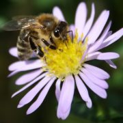 (c) Bienenhof-rockenberg.de